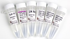 T4 DNA ligase
